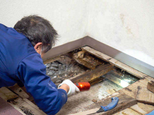 Certified Mold Removal in North Patchogue, NY