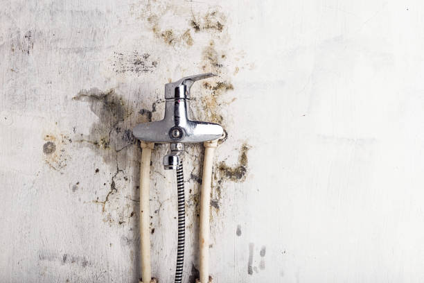 Best Certified Mold Removal  in North Patchogue, NY