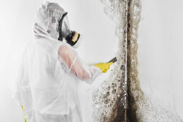 Best Mold Removal and Inspection  in North Patchogue, NY