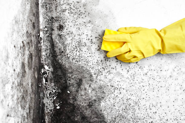 Best Emergency Mold Removal  in North Patchogue, NY