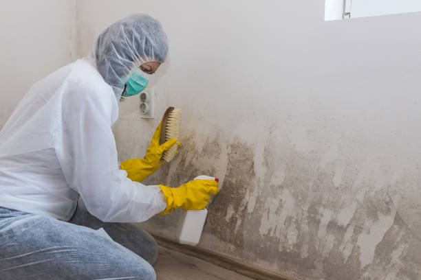 Best Mold Damage Repair  in North Patchogue, NY