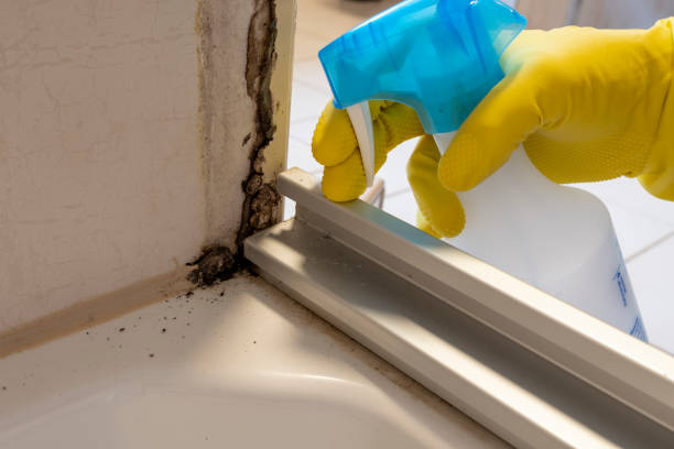 Attic Mold Removal in North Patchogue, NY
