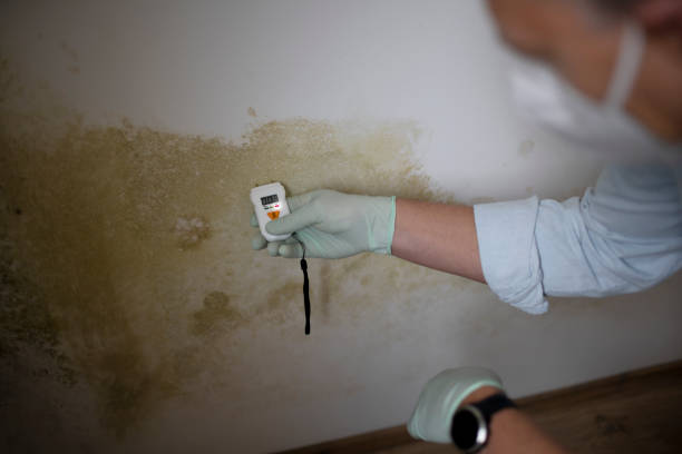 Mold Removal and Inspection in North Patchogue, NY