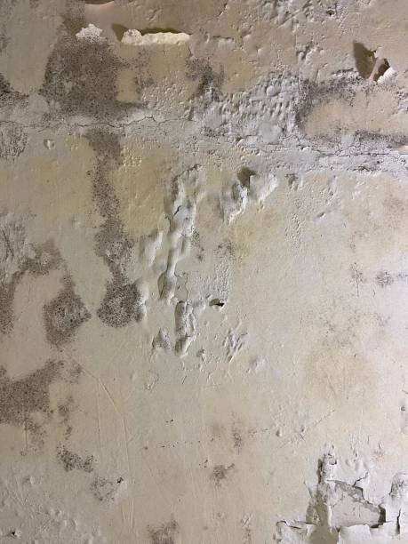 North Patchogue, NY Mold Removal Company