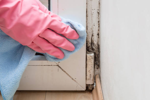 Best Local Mold Removal Service  in North Patchogue, NY