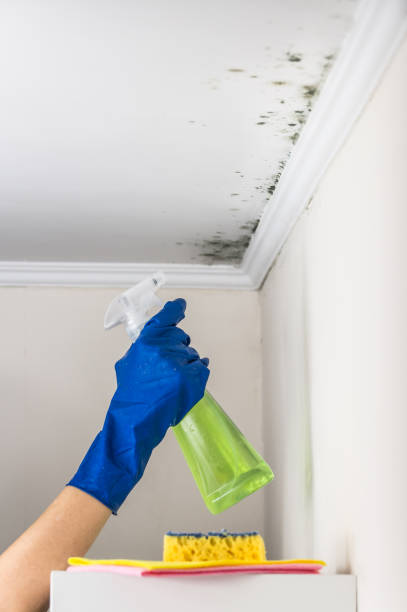 Best Certified Mold Removal  in North Patchogue, NY