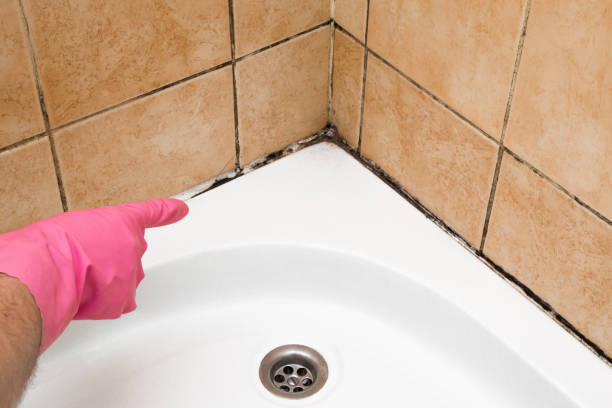 Best Home Mold Removal  in North Patchogue, NY